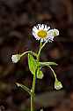 _MG_1142 fleabane.jpg