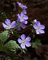 _MG_1151 wild geranium.jpg