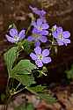 _MG_1152 wild geranium.jpg