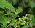 _MG_3144 raspberries.jpg