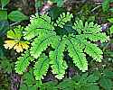 _MG_3151 christmas fern.jpg