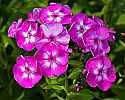 _MG_3884 phlox.jpg