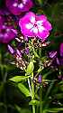 _MG_3893 phlox.jpg