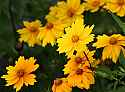 _MG_3894 coreopsis.jpg