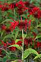 _MG_3903bee balm.jpg