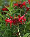 _MG_3904 bee balm.jpg