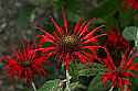 _MG_3905 bee balm.jpg