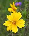 _MG_3908 coreopsis.jpg