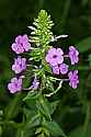 _MG_5066 phlox.jpg