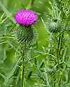 _MG_6104 thistle.jpg