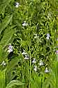 _MG_6105 monkey flower.jpg