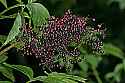 _MG_6192 currants.jpg