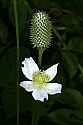 _MG_6233 thimbleweed.jpg