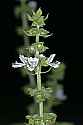 _MG_6396 basil blooms.jpg