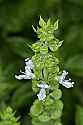 _MG_6399 basil blooms.jpg