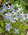 _MG_7237 bluets.jpg