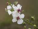 _MG_7462 Moth Mullein.jpg