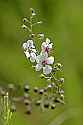 _MG_7467 moth mullein.jpg