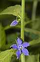 DSC_1296 blue flower.jpg