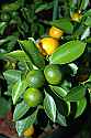 DSC_3047 ripening oranges.jpg