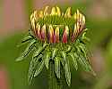 DSC_8496 budding purple  coneflower.jpg