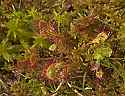 DSC_9473 sundew.jpg