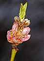 _MG_0151 nectarine blossom.jpg