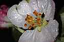 _MG_0879 apple blossoms.jpg