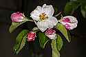 _MG_0892 apple blossoms.jpg