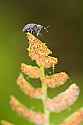 _MG_1119 bug on leaf.jpg