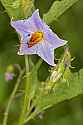 _MG_1279 deadly nightshade.jpg