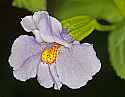 _MG_1285 square-stemmed monkey-flower.jpg