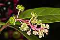 _MG_6284 poke weed blossoms and berries.jpg