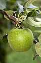 _MG_6302 granny smith apples.jpg