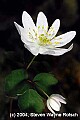 01001-02419 Rue Anemone toned.jpg