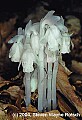 9-1-01502-indian pipe.jpg