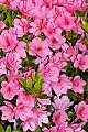 _DSC3703 pink azalea.jpg