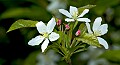 _DSC3750 plum blossoms.jpg