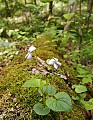 _MG_0382 violets.jpg