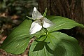 _MG_0838 large trillium.jpg