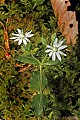 _MG_0861 mouse-earred chickweed.jpg