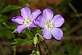 _MG_0865 wild geranium.jpg