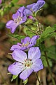 _MG_0868 wild geranium.jpg