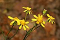 _MG_0874 ragwort.jpg