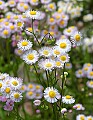 _MG_1124 fleabane 8x11.jpg