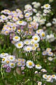 _MG_1124 fleabane.jpg