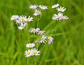 _MG_3268 fleabane.jpg