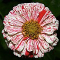 _MG_6079 zinnia.jpg