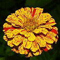 _MG_6087 zinnia.jpg