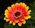 _MG_6094 zinnia.jpg